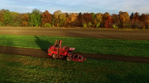 Sugar Beet Harvesting Technology,  Combine harvested beets in Poland Stock-Footage 56505311
