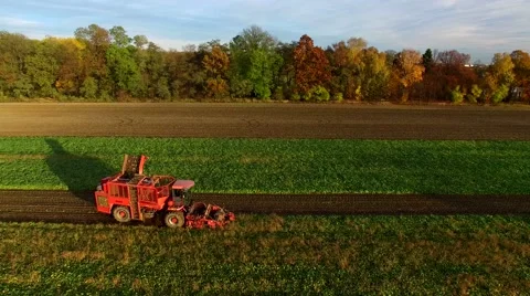 Sugar Beet Harvesting Technology,  Combine harvested beets in Poland Stock-Footage 56505326