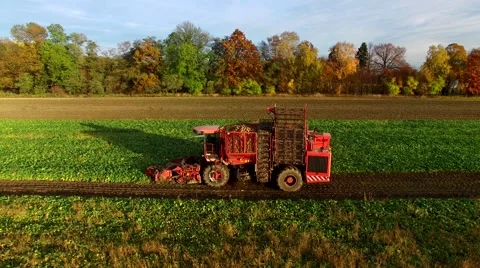 Sugar Beet Harvesting Technology,  Combine harvested beets in Poland Stock-Footage 56505328