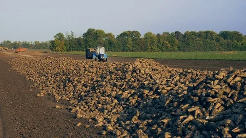 Sugar beet harvesting technology Stock Footage 73879041