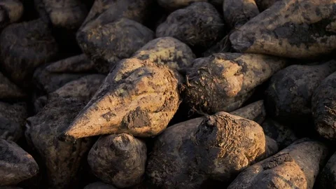 Sugar beet harvesting technology Stock Footage 73879082