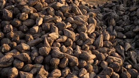 Sugar beet harvesting technology Stock Footage 73879108