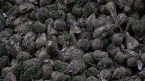 Sugar Beet Harvesting, unloading and falling from trailer in slow motion Stock Footage 100589728