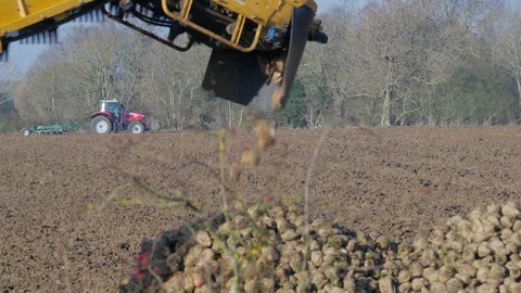 Sugar Beet Harvesting, unloading and falling from hopper Stock Footage 101618441