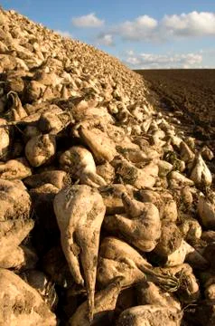 Sugar beet heap Stock Photos