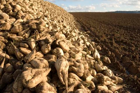 Sugar beet heap Stock Photos