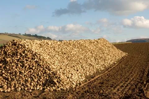 Sugar beet heap Stock Photos