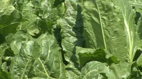 Sugar beet leafs Stock Footage 41140556