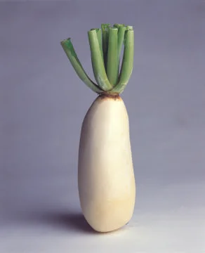 Sugar beet Stock Photos