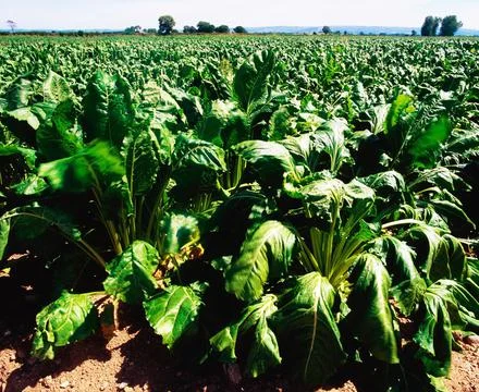 Sugar Beet Stock Photos