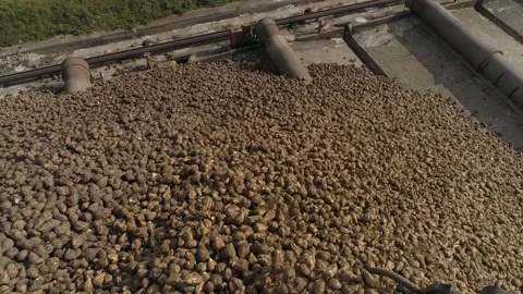 Sugar beet pile of the field after the harvest before processing. Stock Footage 141744652