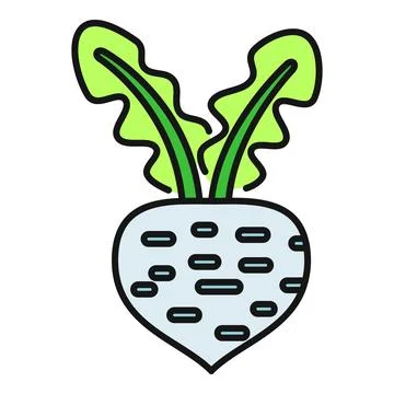 Sugar beet plant fresh root producing sugar Stock Illustration