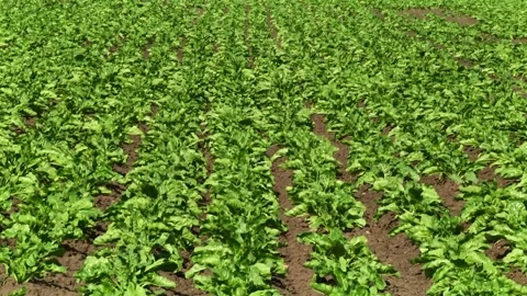 Sugar beet plants with large leaves on the field Stock Footage 145257486