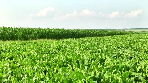 Sugar beet plants with large leaves on the field Stock Footage 145257488