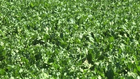 Sugar beet plants with large leaves on the field Stock-Footage 145257492