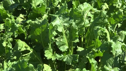 Sugar beet plants with large leaves on the field Stock Footage 145257494
