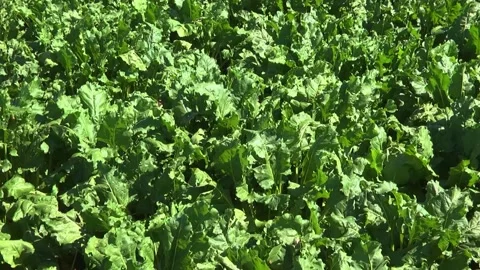 Sugar beet plants with large leaves on the field Stock Footage 145257500