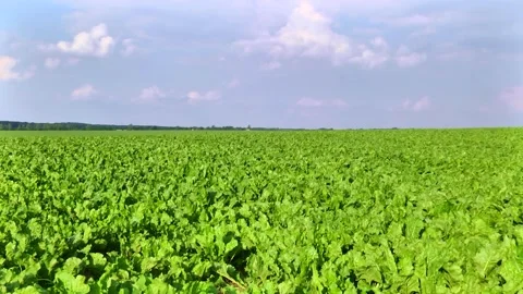 Sugar beet plants with large leaves on the field Stock Footage 145257519