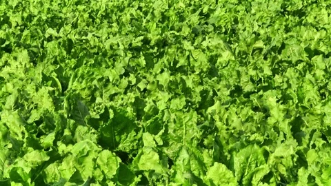 Sugar beet plants with large leaves on the field Stock Footage 145257520