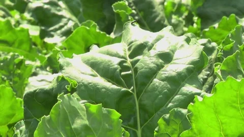 Sugar beet plants with large leaves on the field Stock Footage 145257522