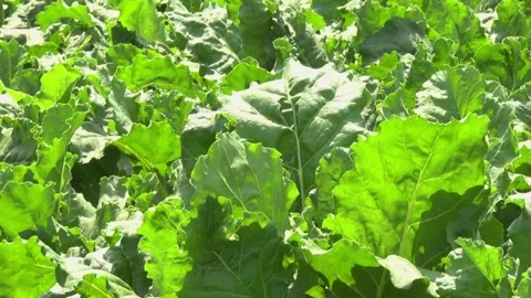 Sugar beet plants with large leaves on the field Stock Footage 145257524