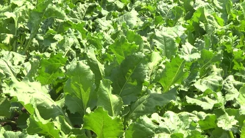 Sugar beet plants with large leaves on the field Stock Footage 145257529