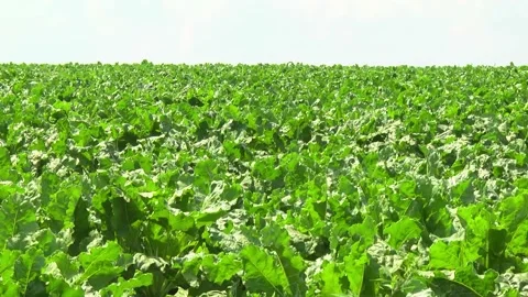 Sugar beet plants with large leaves on the field Stock Footage 145257547