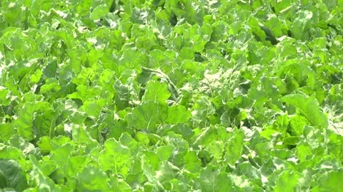 Sugar beet plants with large leaves on the field Stock Footage 145257551