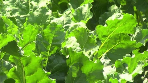 Sugar beet plants with large leaves on the field Stock Footage 145257558