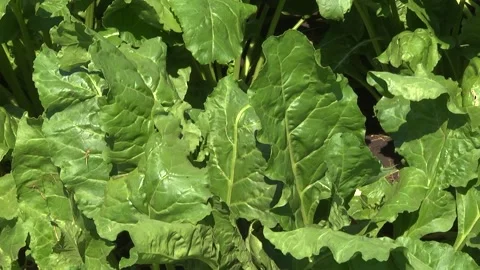 Sugar beet plants with large leaves on the field Stock-Footage 145257559