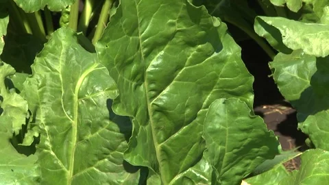 Sugar beet plants with large leaves on the field Stock Footage 145257563