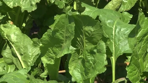 Sugar beet plants with large leaves on the field Stock Footage 145257576