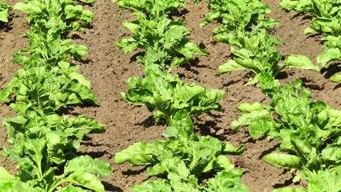 Sugar beet plants with large leaves on the field Stock Footage 145257583