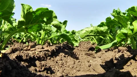 Sugar beet plants with large leaves on the field Stock Footage 145257593