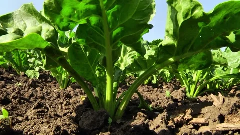 Sugar beet plants with large leaves on the field Stock Footage 145257594