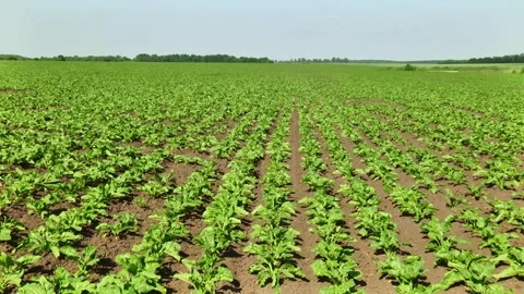 Sugar beet plants with large leaves on the field Stock Footage 145257596