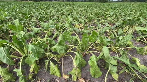 Sugar Beet Plants Wilting During Drought on Dry Soil Stock Footage 341668285