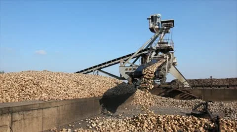 Sugar Beet Processing Stock Footage 24658374