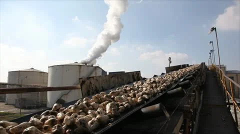 Sugar Beet Processing 库存影片 24658579