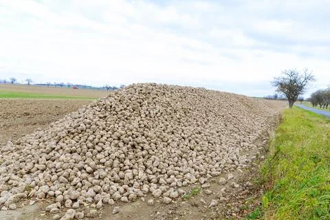 Sugar beet, raw material for sugar production. A pile of sugar beets. Stock Photos