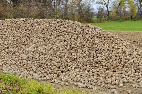 Sugar beet, raw material for sugar production. A pile of sugar beets in the f Stock Photos