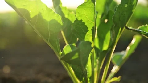 Sugar beet root crop in the ground, low angle view, 4K Stock Footage 301112851