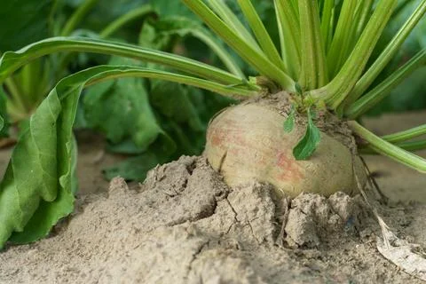 Sugar beet root crop in the ground close-up. Agricultural industry. Beet cult Stock Photos