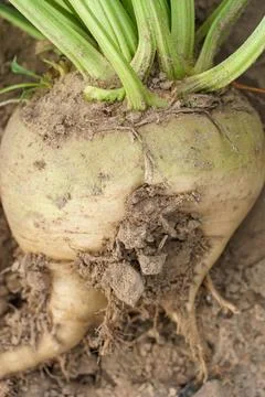 Sugar beet root crop in the ground close-up. Agricultural industry. Beet cult Stock Photos