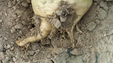 Sugar beet root crop in the ground close-up. Agricultural industry. Beet cult Stock Photos