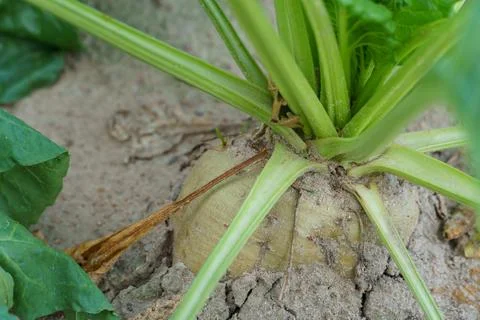 Sugar beet root crop in the ground close-up. Agricultural industry. Beet cult Stock Photos