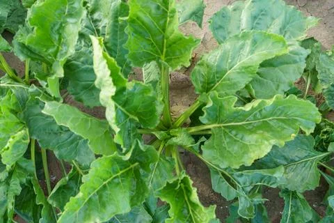 Sugar beet root crop in the ground close-up. Agricultural industry. Beet cult Stock Photos