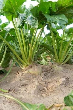 Sugar beet root crop in the ground close-up. Agricultural industry. Beet cult Stock Photos