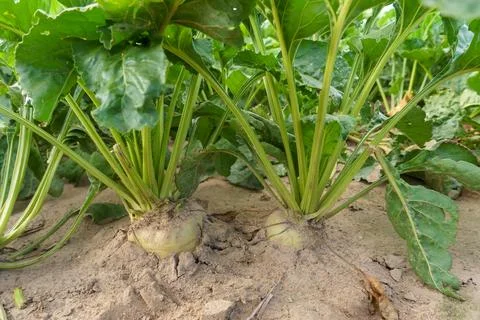 Sugar beet root crop in the ground close-up. Agricultural industry. Beet cult Stock Photos
