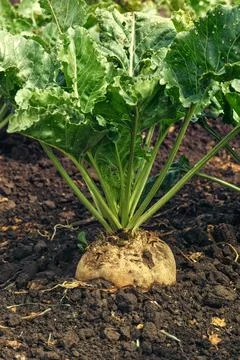 Sugar beet root crop Stock Photos